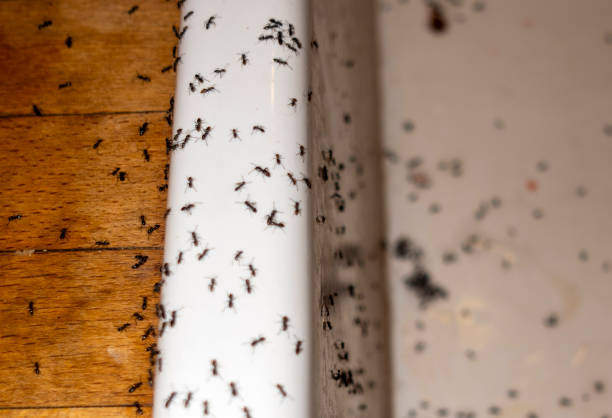 Pest Control Cost in Falcon Heights, MN